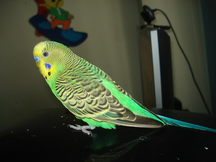 DSC04466 - Paco papagalul meu