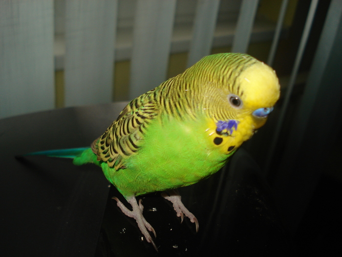 DSC04467 - Paco papagalul meu