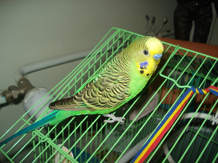 DSC04468 - Paco papagalul meu