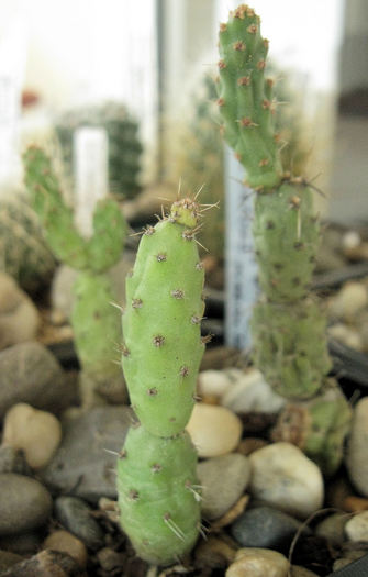 Tephrocactus articulatus v calvus