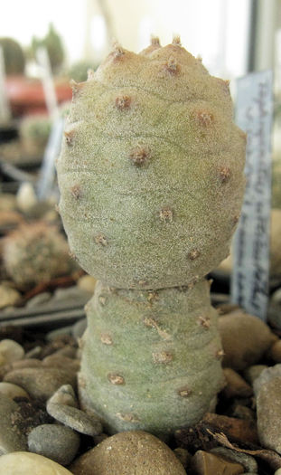 Tephrocactus articulatus v inermis - Tephrocactus