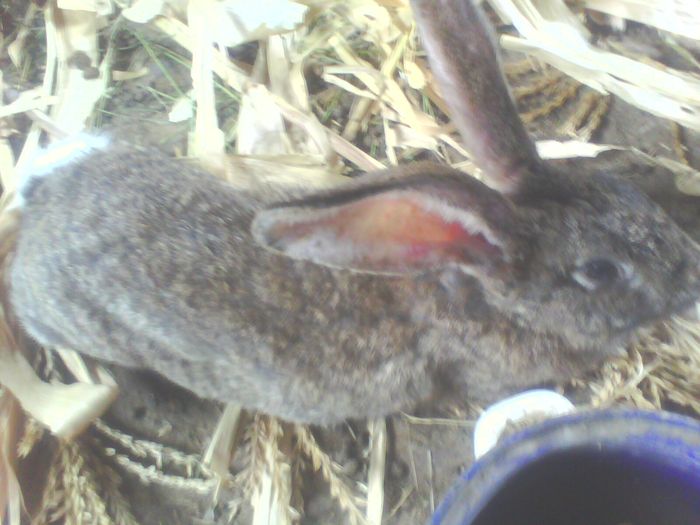 mascul 3 luni - iepuri
