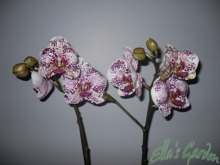  - 2010 Orhidee