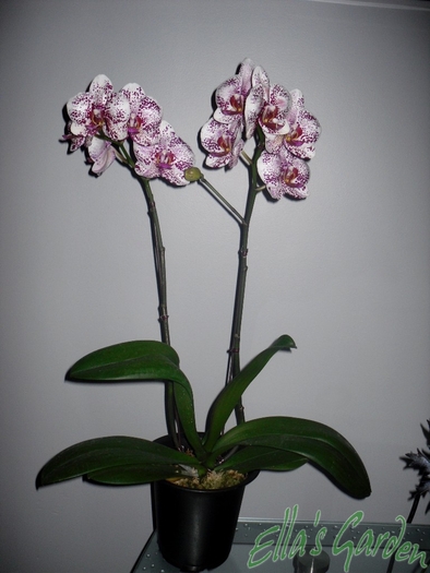  - 2010 Orhidee