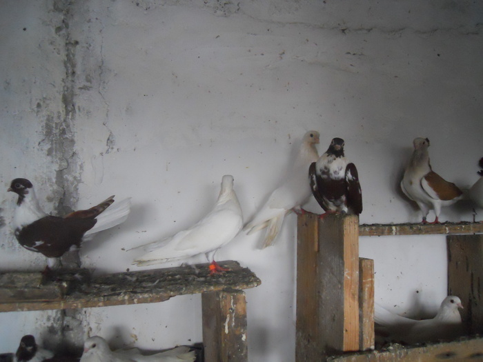 DSCN2210 - 1794 Serban Duret