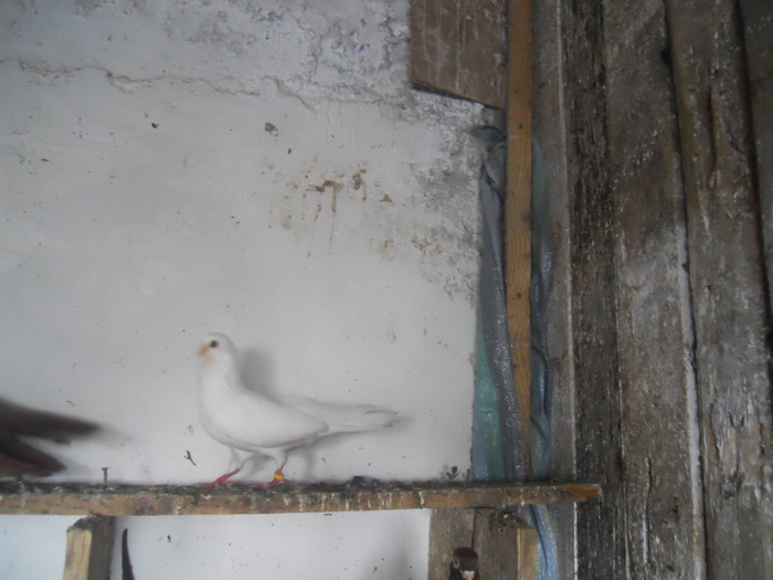 DSCN2212 - 1794 Serban Duret