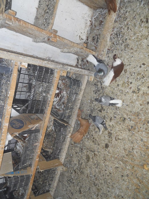 DSCN2231 - 1794 Serban Duret