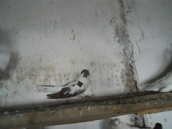 DSCN2253 - 1794 Serban Duret