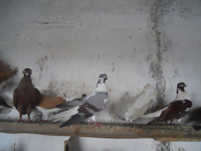 DSCN2260 - 1794 Serban Duret