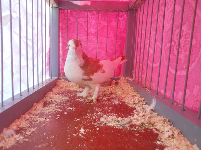 DSCN2085 - 1797 Lucian Strat