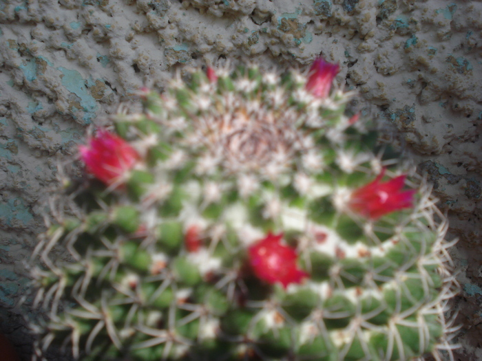 DSC06370 - cactusi 2010