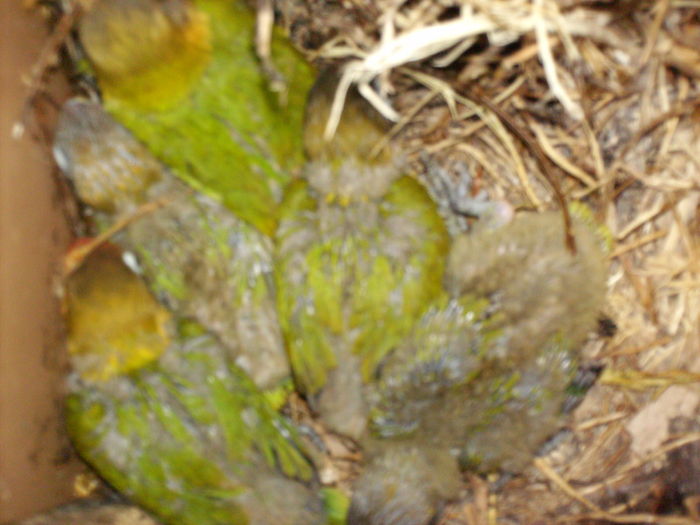 personatus - Agapornis-Pui-13