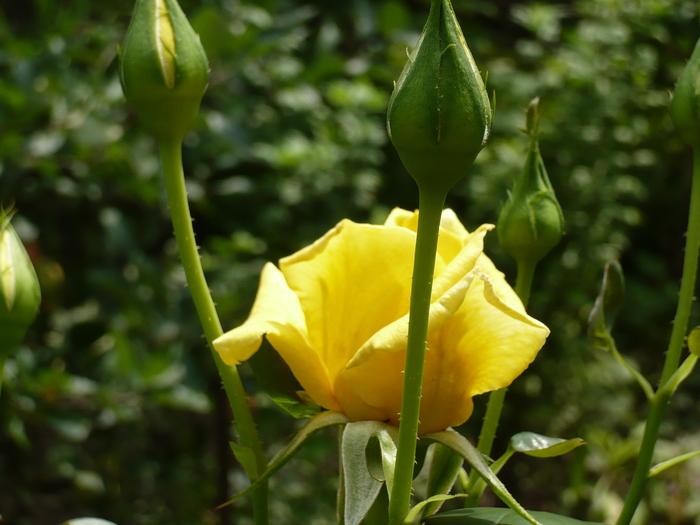 Trandafir galben - 10-VARA 3 SI PLOPSORU 2010