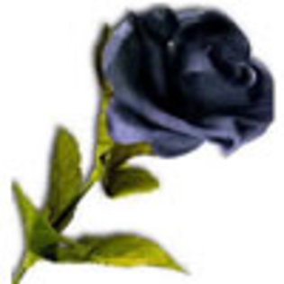 black-rose