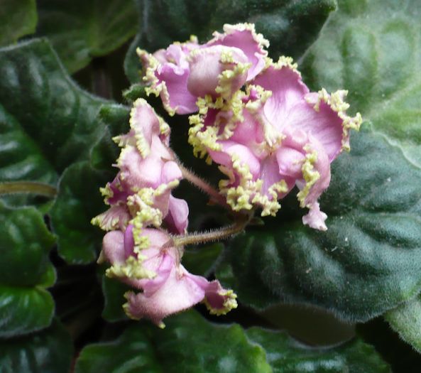 19 sep 2010 - Potselyj Rusalki