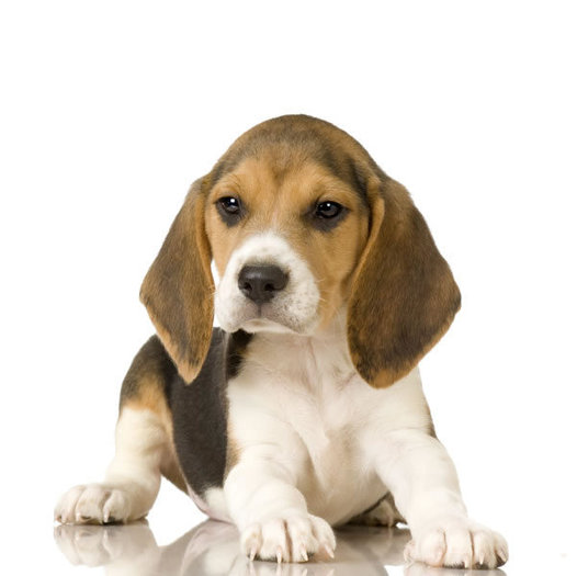 Beagle-8-picture - concurs 1