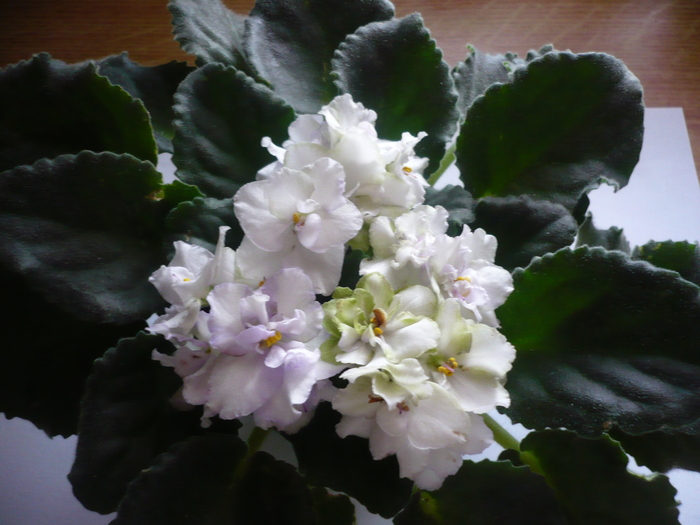 Irish Laughter - VIOLETE 2010