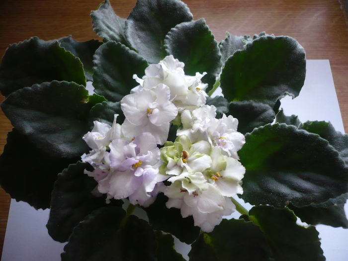 Irish Laughter - VIOLETE 2010