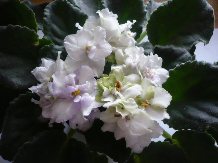 Irish Laughter - VIOLETE 2010