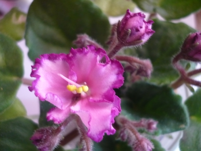 Luminescence - VIOLETE 2010