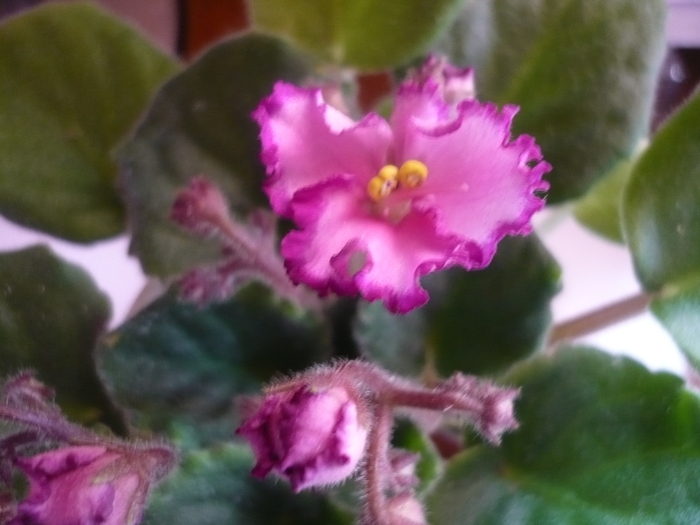 Luminescence - VIOLETE 2010