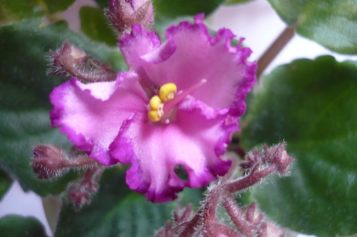 Luminescence - VIOLETE 2010