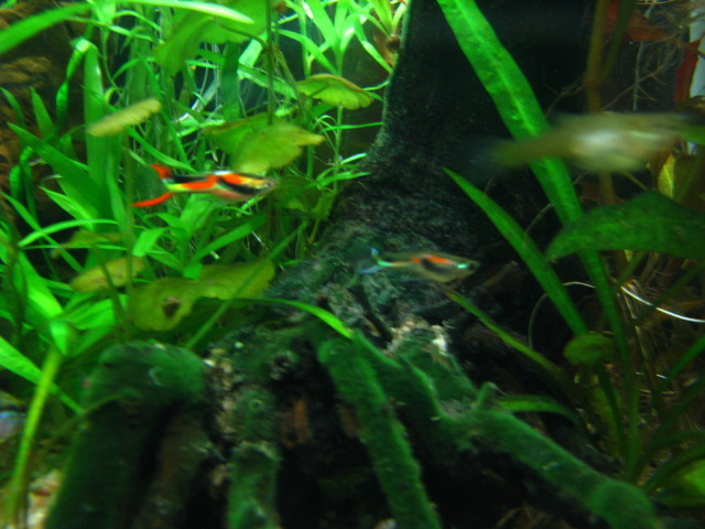 masculi endleri; masculi endleri
