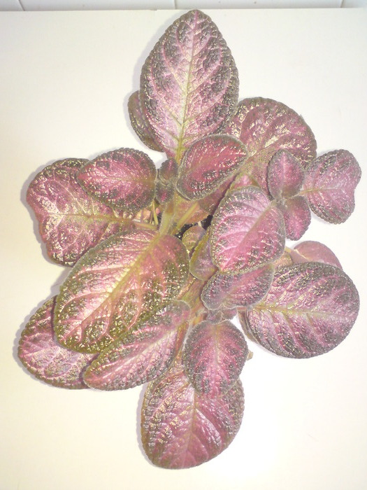 E. Plumberry Country - Episcia