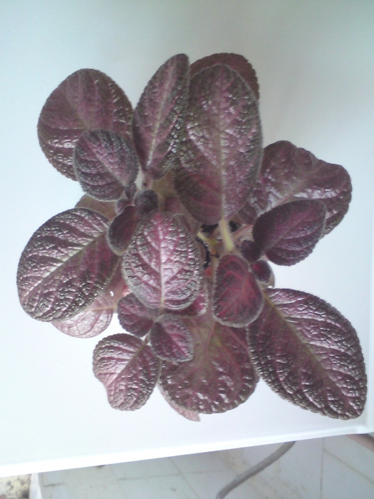 E. Plumberry Country (1) - Episcia