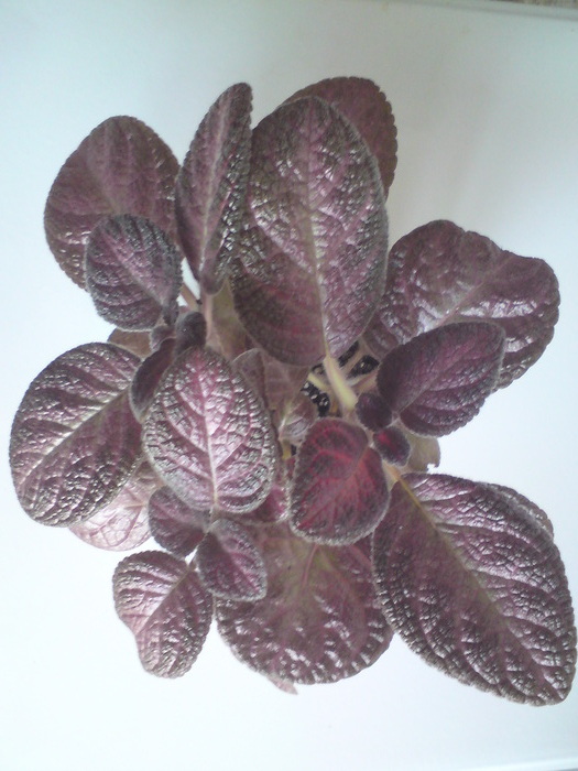 E. Plumberry Country (2) - Episcia