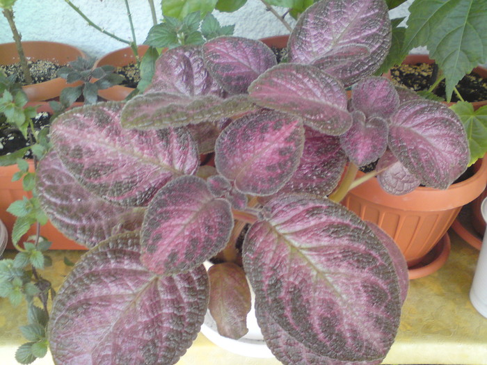 E. Plumberry Country (3) - Episcia