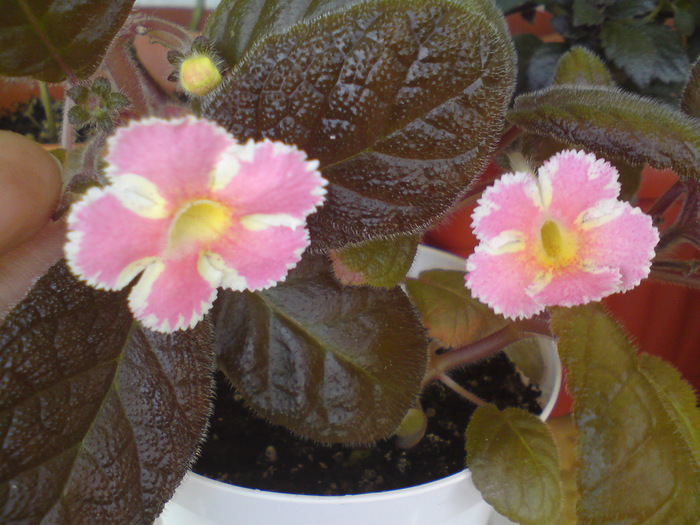 E. Star of Bethleem - Episcia