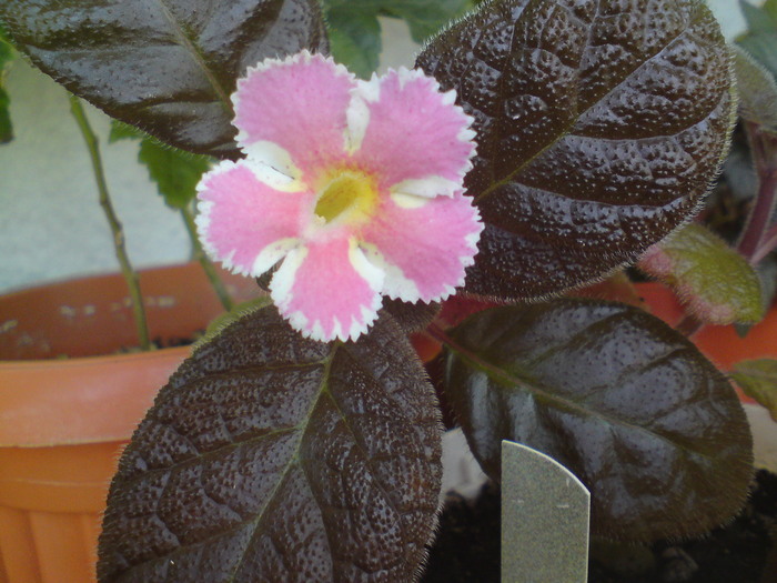 E. Star of Bethleem (2) - Episcia