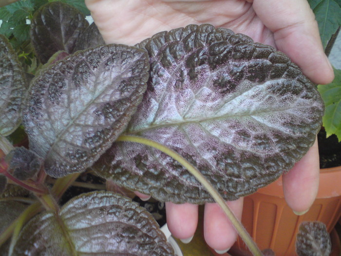 E. Black Foot - Episcia