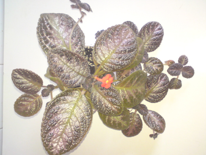 E. Black Foot (2) - Episcia
