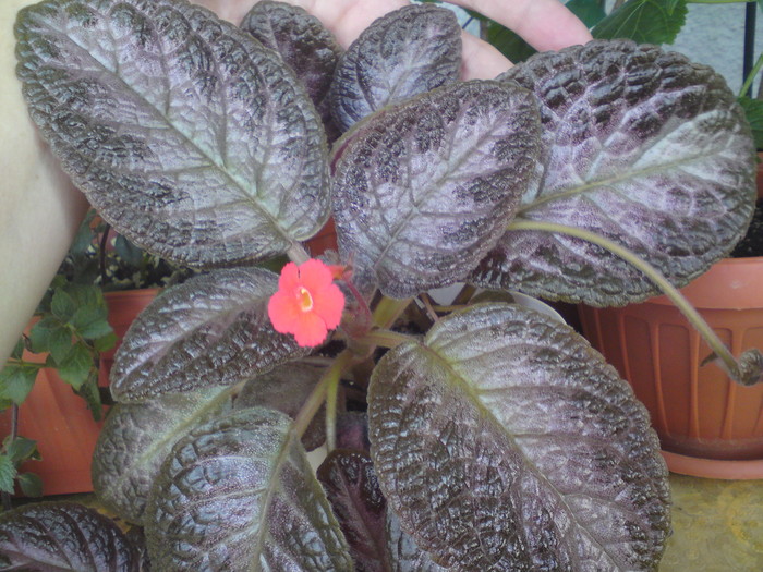 E. Black Foot (4) - Episcia