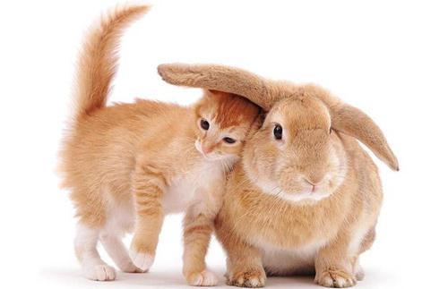 kitten-bunny-1250034i - poze animale
