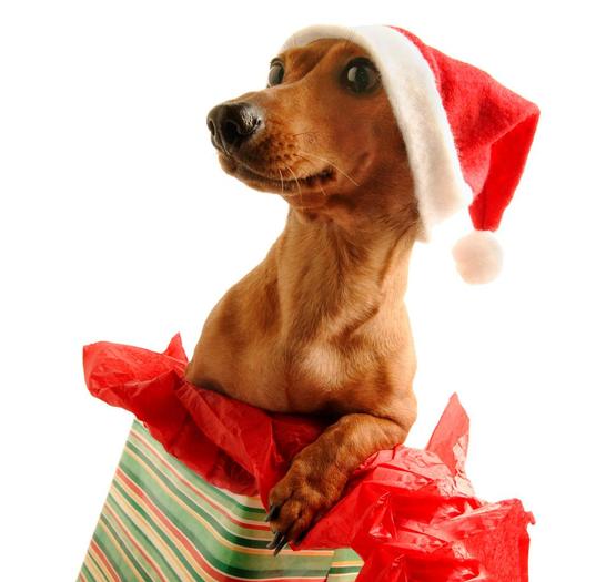 santa-dog - poze animale