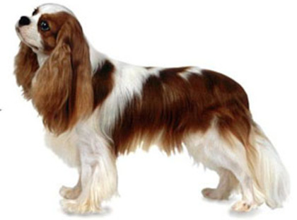 Cavalier_King_Charles_Spaniel - concurs 14