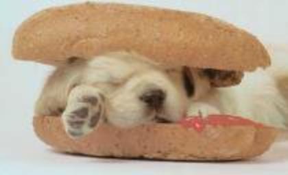 HOTDOG CU CATEL