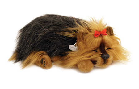 Yorkie