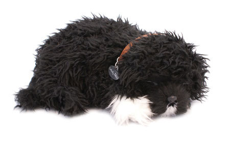 PortugueseWaterHound