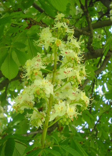 20091214213339!Aesculus_hippocastanum_flori - Flori