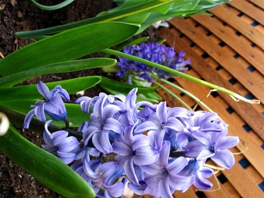 spring_flowers_hyacinths