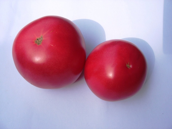 IMG_2894; tomate extratimpurii de culoare roz, greutate medie 150-180g, nedeterminate.
