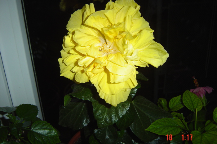 Picture 399 - 09-2012-HIBISCUS