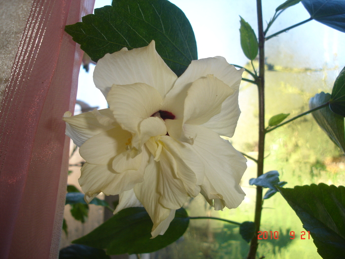 Classic white - hibiscus 2010