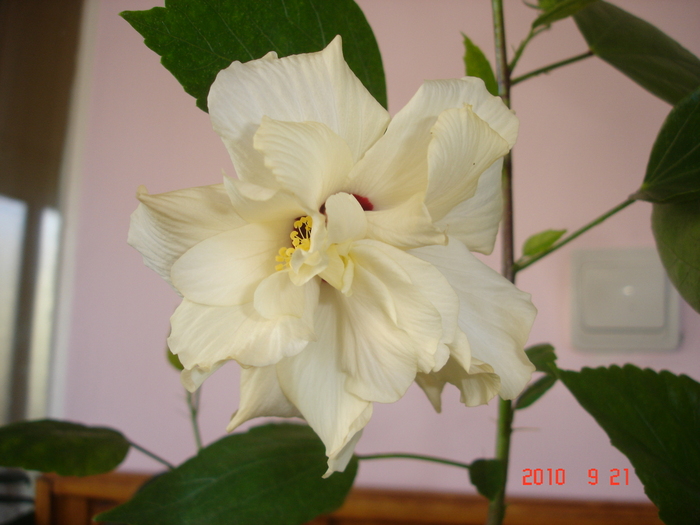 Classic white - hibiscus 2010