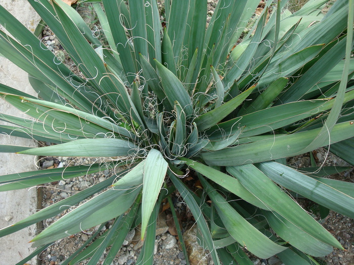 Yucca filamentosa   (L.)