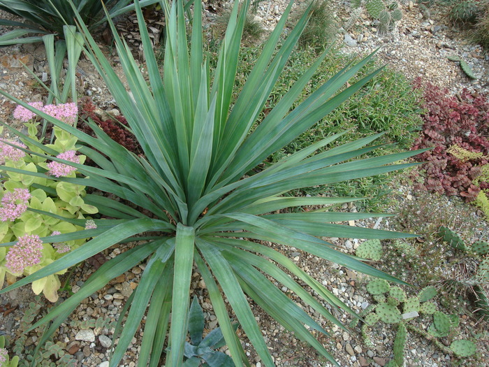 Yucca recurvifolia  (Salisb.)